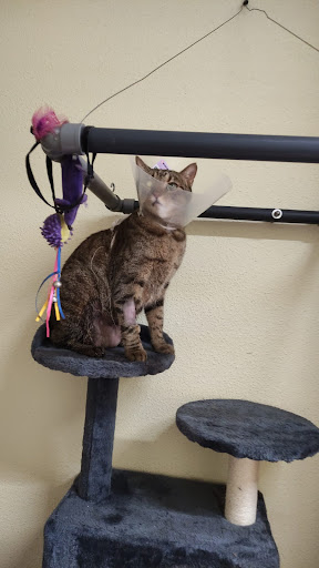 Clínica Veterinaria Quisso – La Llagosta