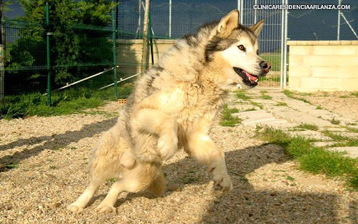 Clínica Veterinaria Residencia Arlanza – Villamayor de los Montes