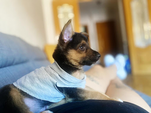 Clínica Veterinaria Retriever S.l. – Madrid