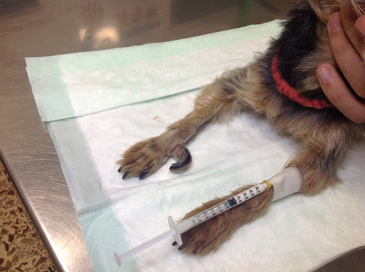 Clínica Veterinaria Ribergan S L – Amposta