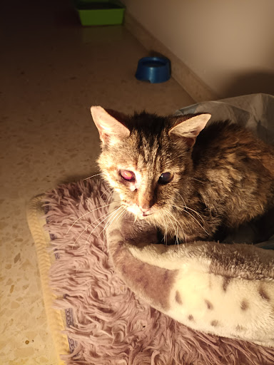 Clínica Veterinaria Ristori – Chipiona