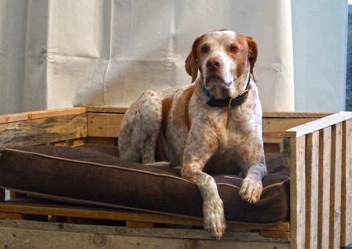 Clínica Veterinaria Robión – Madrid