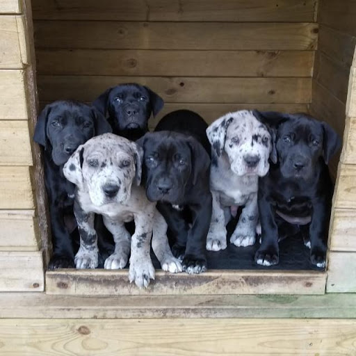 Clínica Veterinaria Rodavet – Brión