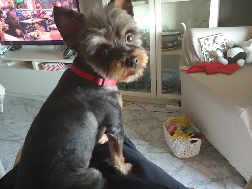 Clínica Veterinaria Ronda de Capuchinos – Sevilla