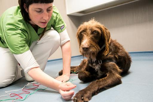 Clínica Veterinaria Ruiz y Menta – Calahorra