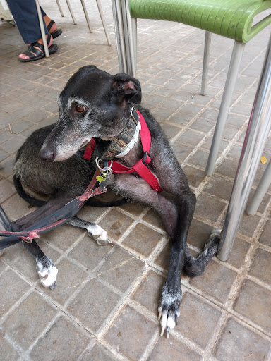 Clínica Veterinaria Ruzafa – Valencia