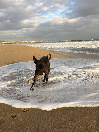 Clínica Veterinaria Sagrada Familia – Barcelona