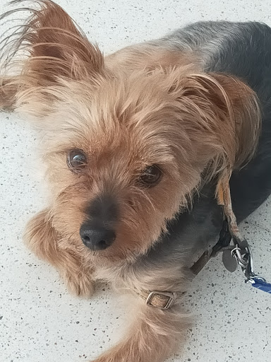 Clínica Veterinaria San Agustin – Toro