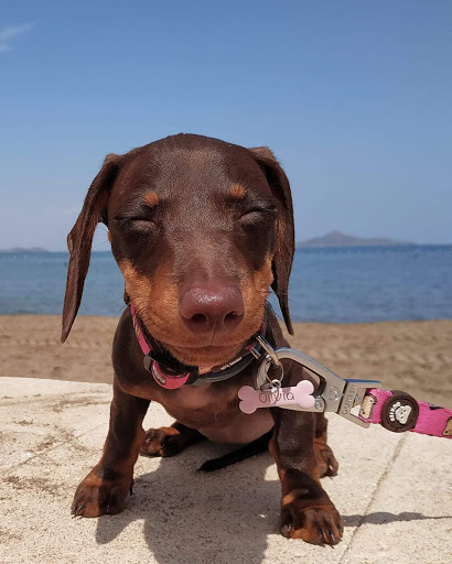 Clínica Veterinaria San Bernardo – Madrid