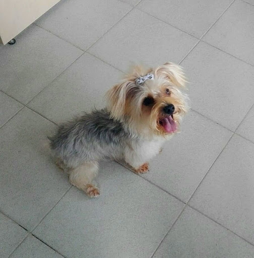 Clínica Veterinaria San Fermin – Madrid