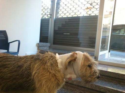 Clínica Veterinaria San Fernando, Palma de Mallorca – Palma