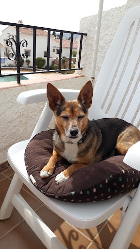 Clínica Veterinaria San Fernando – Nerja