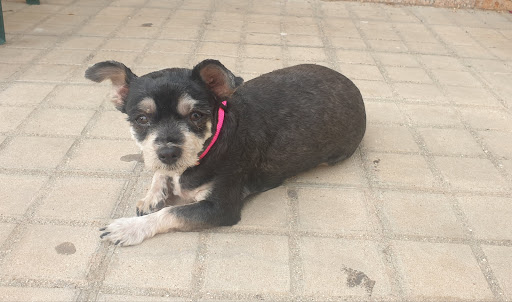 Clínica Veterinaria San Francisco de Asís – Mora – Mora