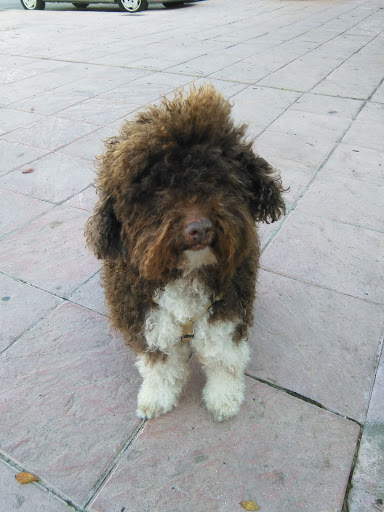 Clínica Veterinaria San Jose – San José de la Rinconada