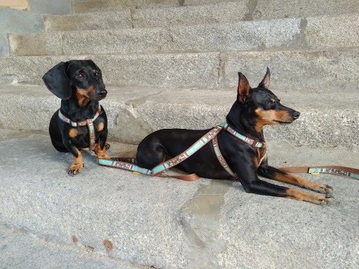 Clínica Veterinaria San Lazaro – Sevilla