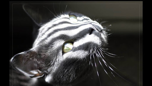 Clínica Veterinaria Sania – Puente San Miguel