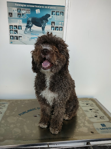 Clínica Veterinaria Sanllehy – Barcelona