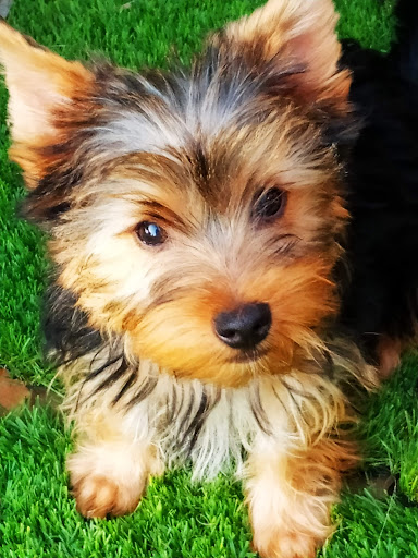 Clínica Veterinaria Sant Marçal – Sa Cabaneta