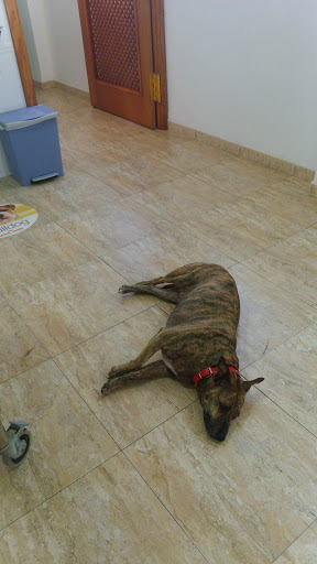 Clínica Veterinaria Sant Miquel – Benigànim