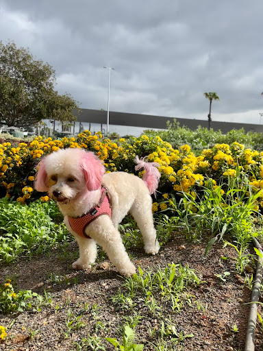 Clínica Veterinaria Santa Catalina – Las Palmas de Gran Canaria