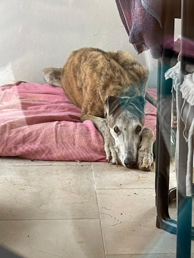 Clínica Veterinaria Santa Eulalia – Sa Rota d’en Pere Cardona