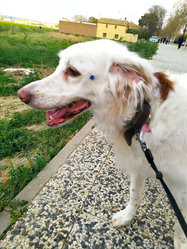 Clínica Veterinaria Santa Isabel Vetersalud – Zaragoza