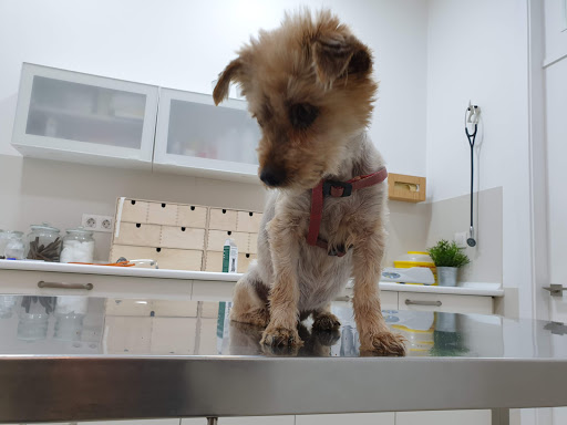 Clínica Veterinaria Santa Mariña – Redondela