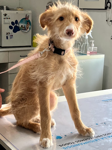 Clínica Veterinaria Santa Olalla – Alicante