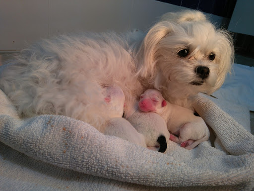 Clínica Veterinaria Santiago Martínez – Martos