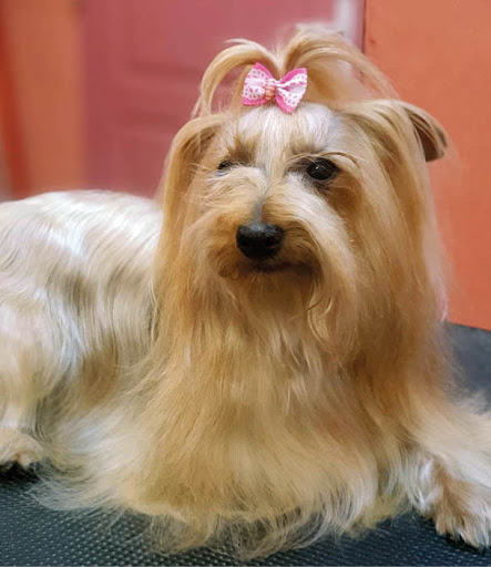 Clínica Veterinaria Santiago – Sant Vicent del Raspeig