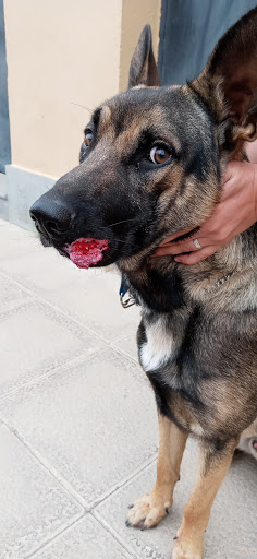 Clínica Veterinaria Santidad – Santidad Baja