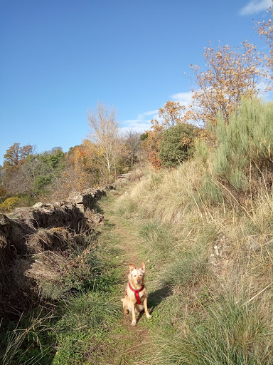 Clínica Veterinaria S.castellano – Béjar