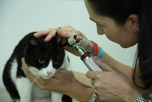 Clínica Veterinaria Sedaví – Sedaví