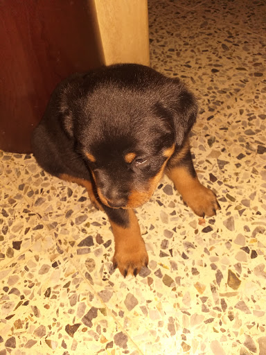 Clínica Veterinaria Sentmenat – Sentmenat