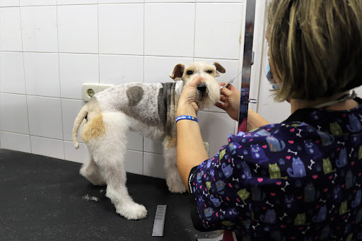 Clínica Veterinaria Sirio – Pedrezuela