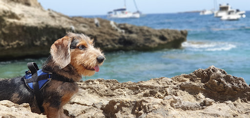 Clínica Veterinaria Son Ferrer Comunidad de Bienes – Son Ferrer