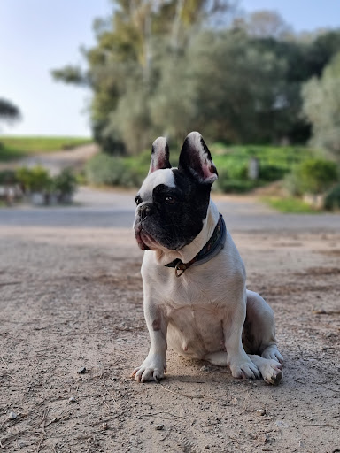 Clínica Veterinaria Taraguilla – San Roque