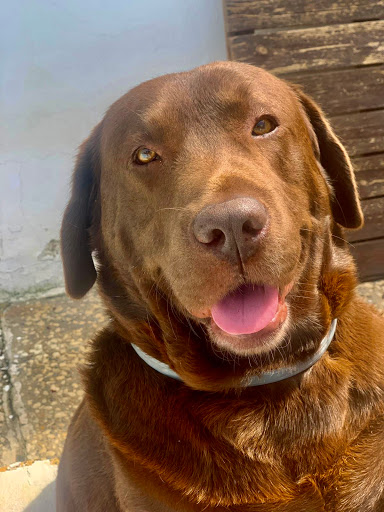 Clínica Veterinaria Tarazona Sevilla – San José de la Rinconada