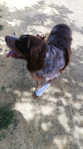 Clínica Veterinaria Tartessos – Castilleja de la Cuesta