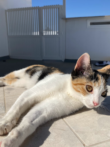 Clínica Veterinaria Tenesoya – Arguineguín