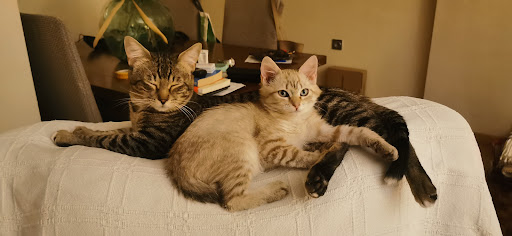 Clínica Veterinaria Tierra de Mascotas – Cieza