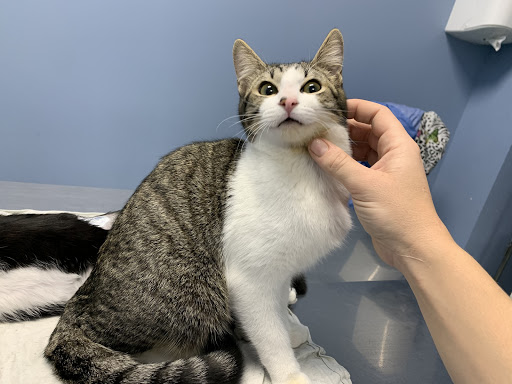 Clínica Veterinaria Timanfaya S L – Alcorcón