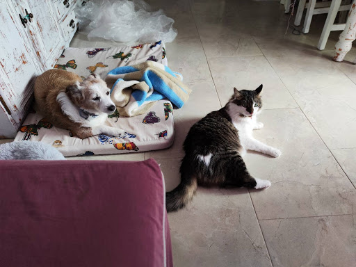 Clínica Veterinaria Torrelles – Torrelles de Llobregat