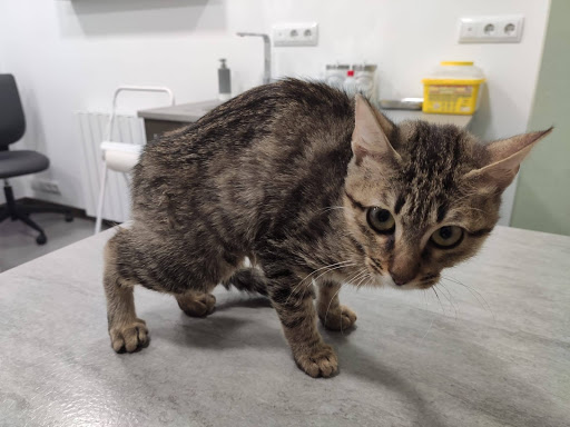 Clínica Veterinaria Torres – Zaragoza