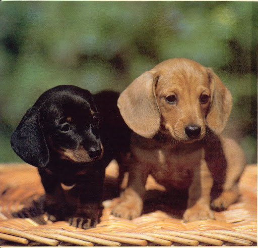 Clínica Veterinaria Trassierra – Santa María de Trassierra