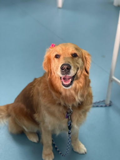 Clínica Veterinaria Troylo – Arroyo de la Miel