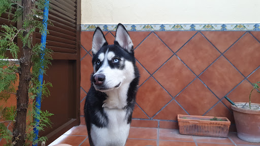 Clínica Veterinaria Tu Mascota S L – Fuensalida