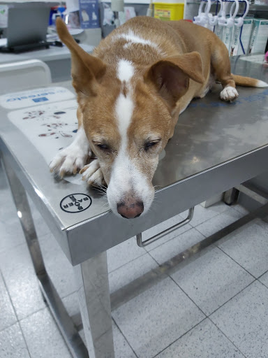 Clínica Veterinaria Uno Mas – Málaga