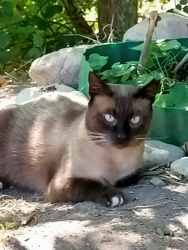 Clínica Veterinaria Utrizoo – Utrillas