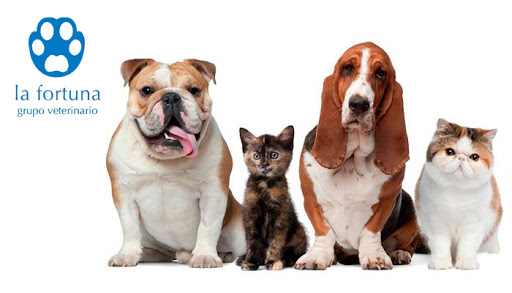 Clínica Veterinaria V Centenario | Grupo Veterinario La Fortuna-mivet – Leganés